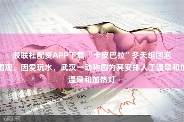 股联社配资APP下载 “卡皮巴拉”冬天组团泡澡引围观，因爱玩水，武汉一动物园为其安排人工温泉和加热灯